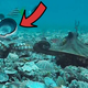 Octopuses Caught on Camera Throwing Shells at Each Other
